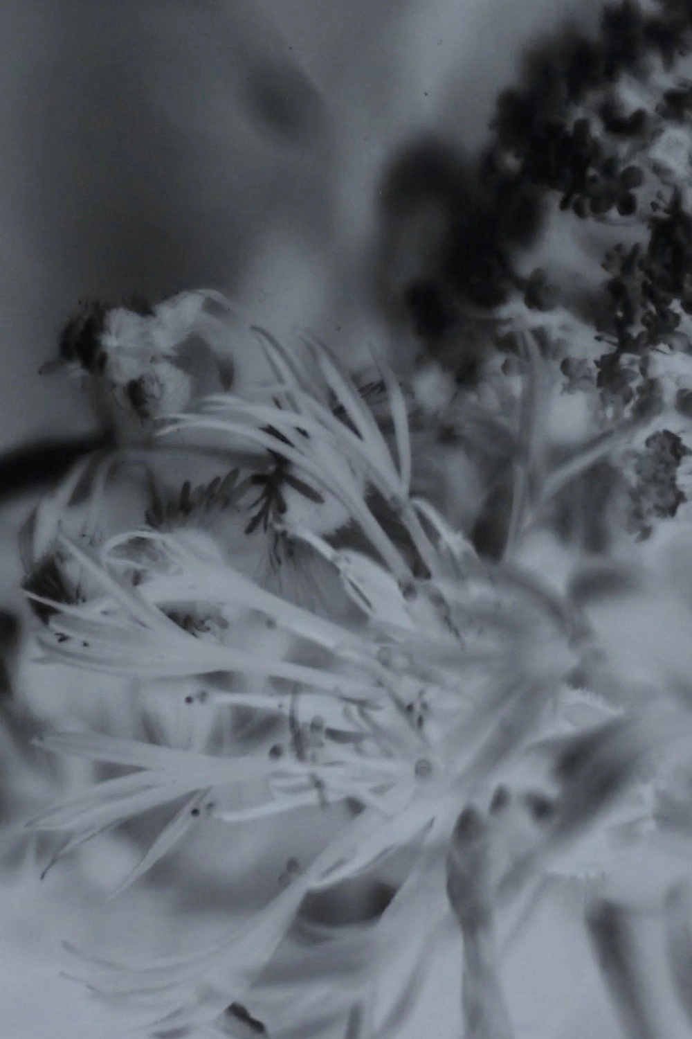 Vanish