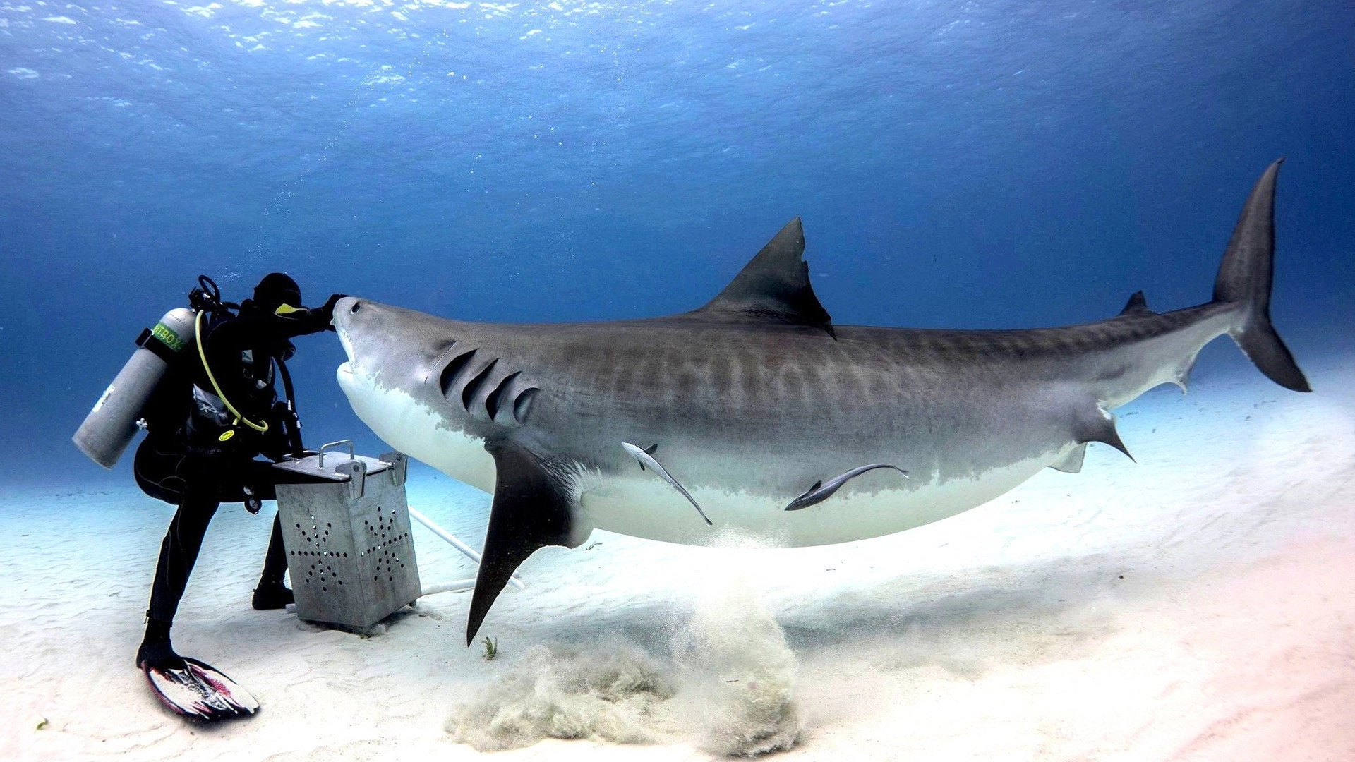 Tiger Shark Beach