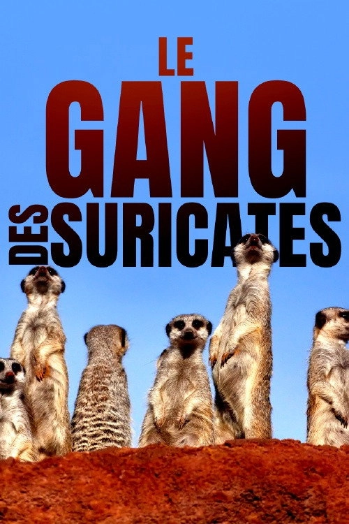 Meet The Meerkats