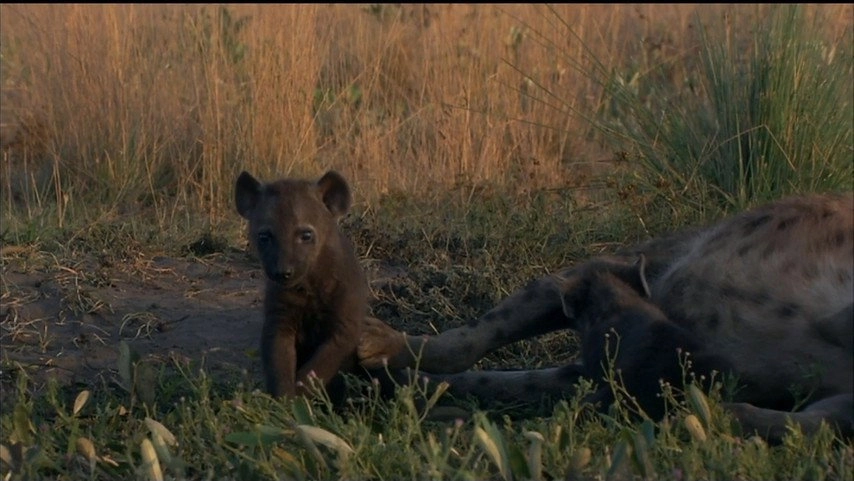 If I Were an Animal