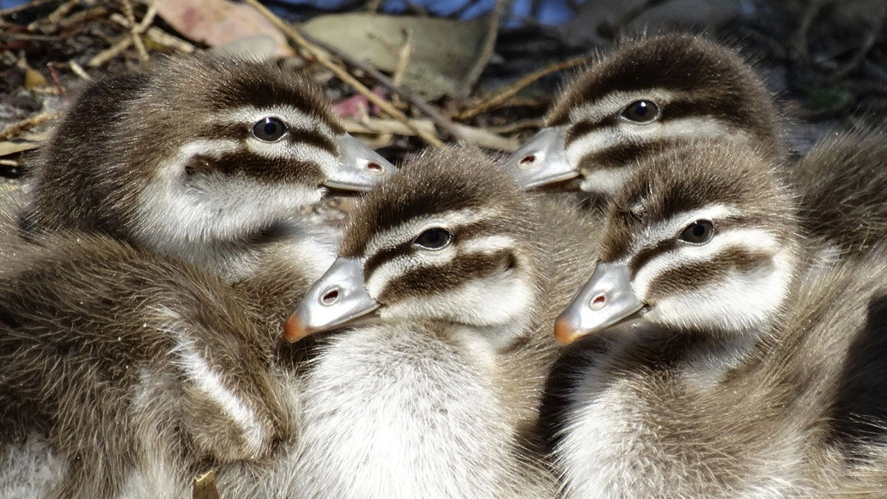 Extreme Animal Babies