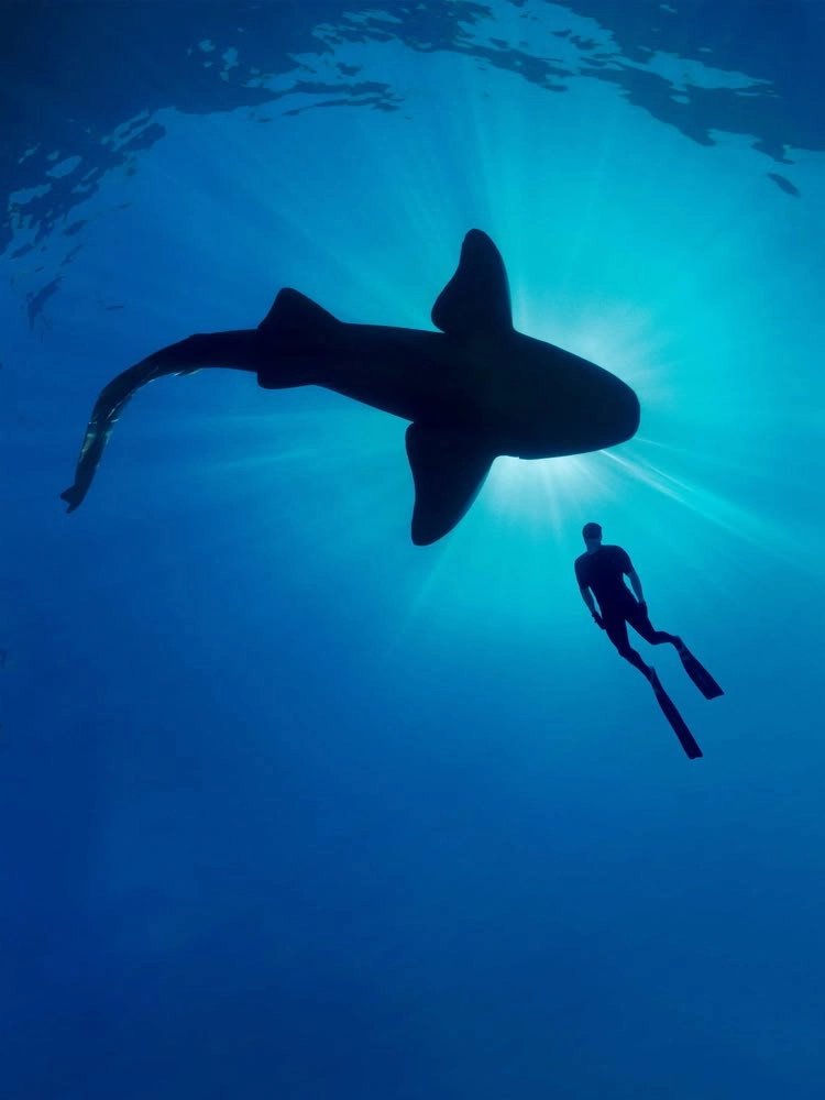 Shark with Steve Backshall