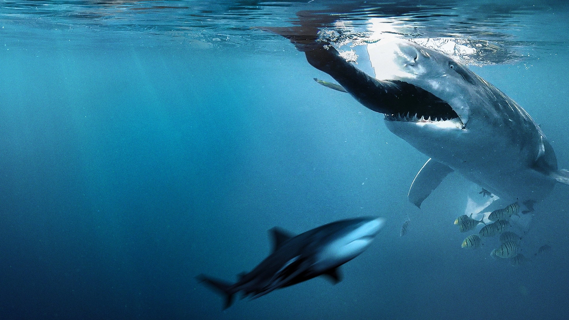 Bull Shark Bandits
