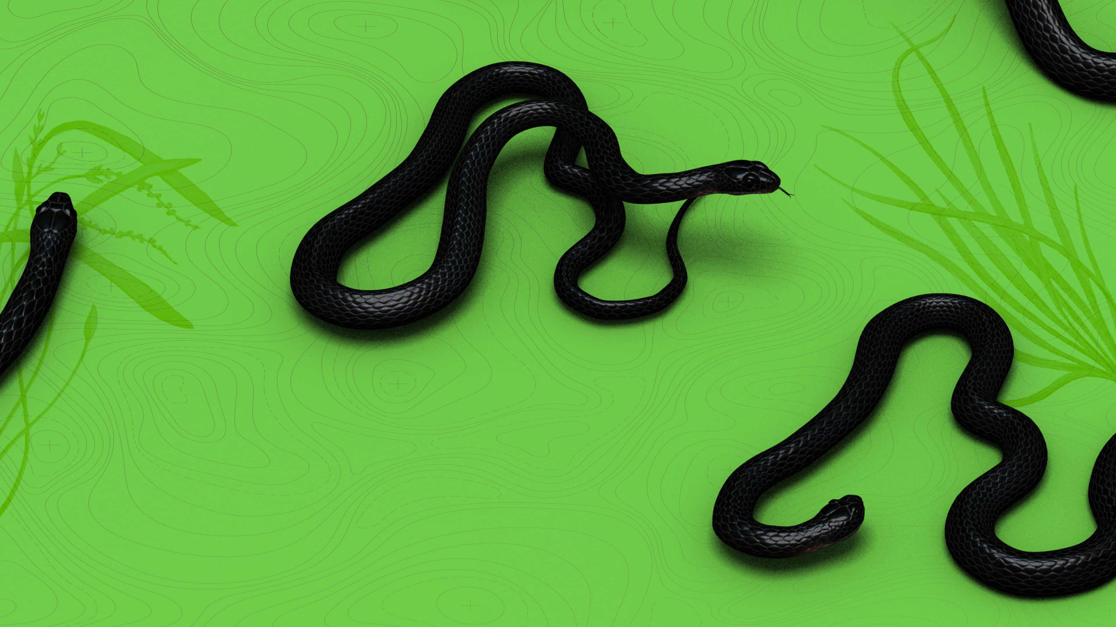 Rato, Vini and Snakes