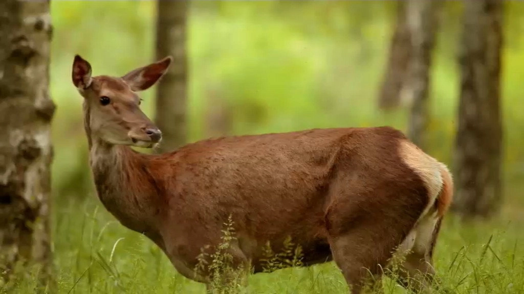 If I Were an Animal