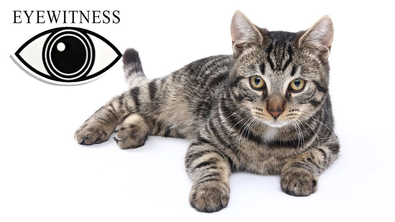 Eyewitness