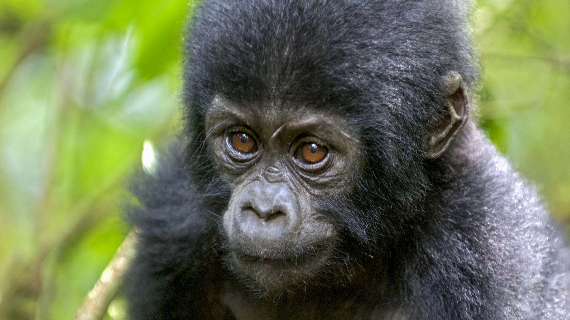 Mountain Gorilla
