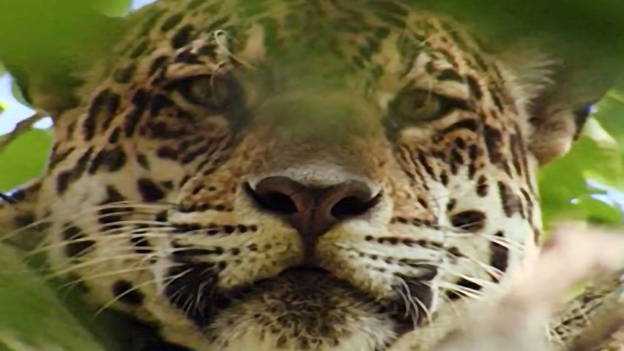 Jaguar Adventure With Nigel Marven