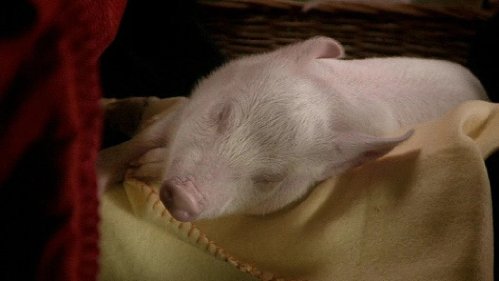 Rennschwein Rudi Rüssel