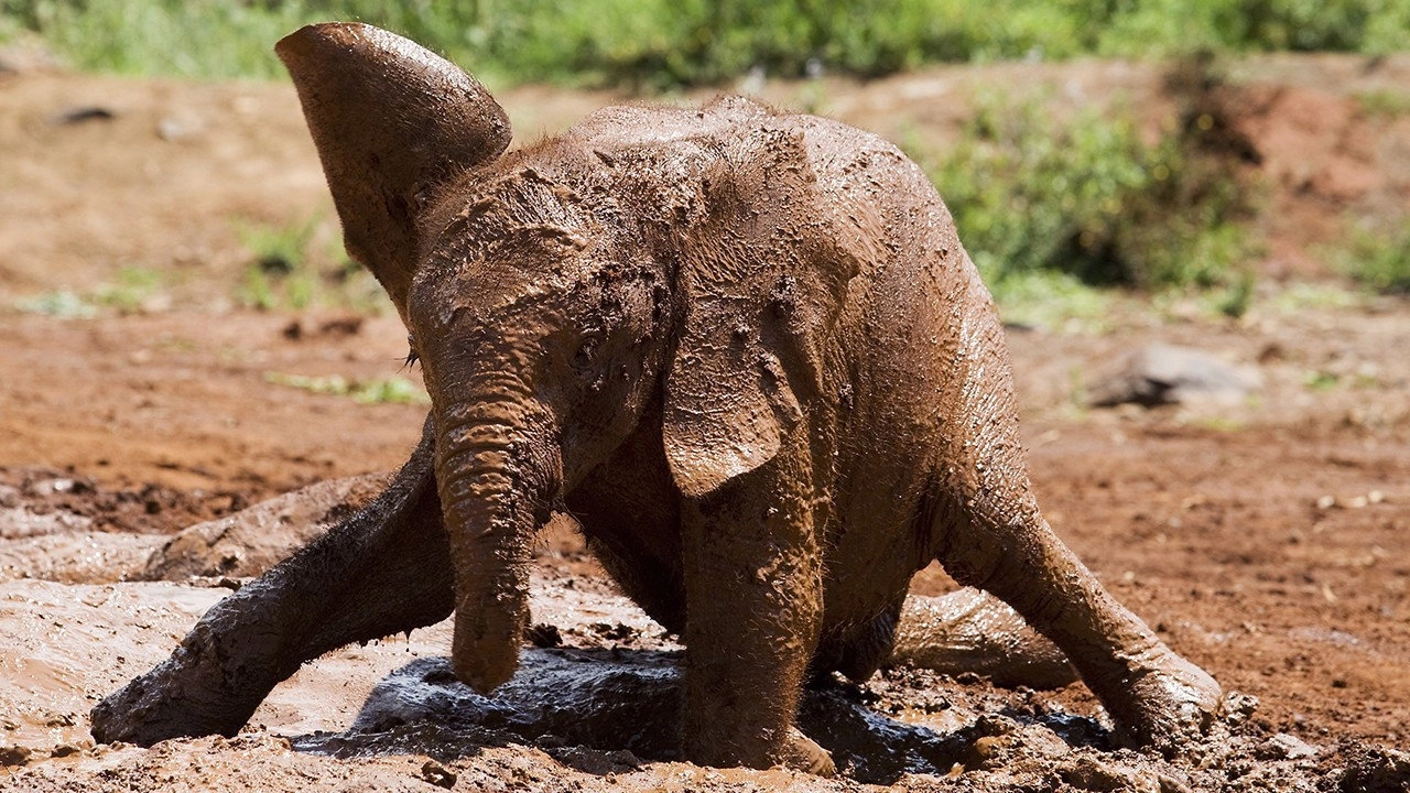 Extreme Animal Babies