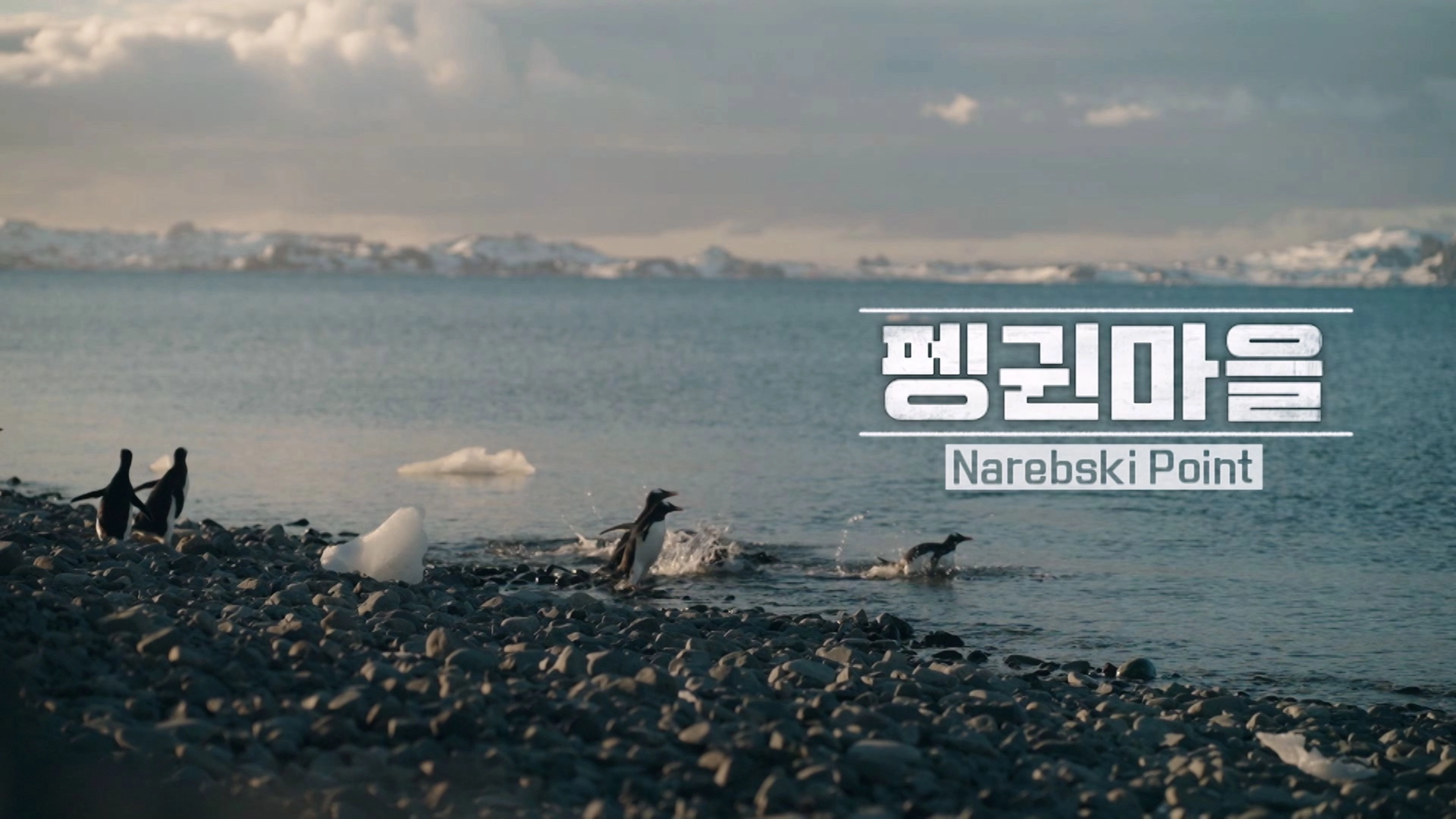 Chef of Antarctica