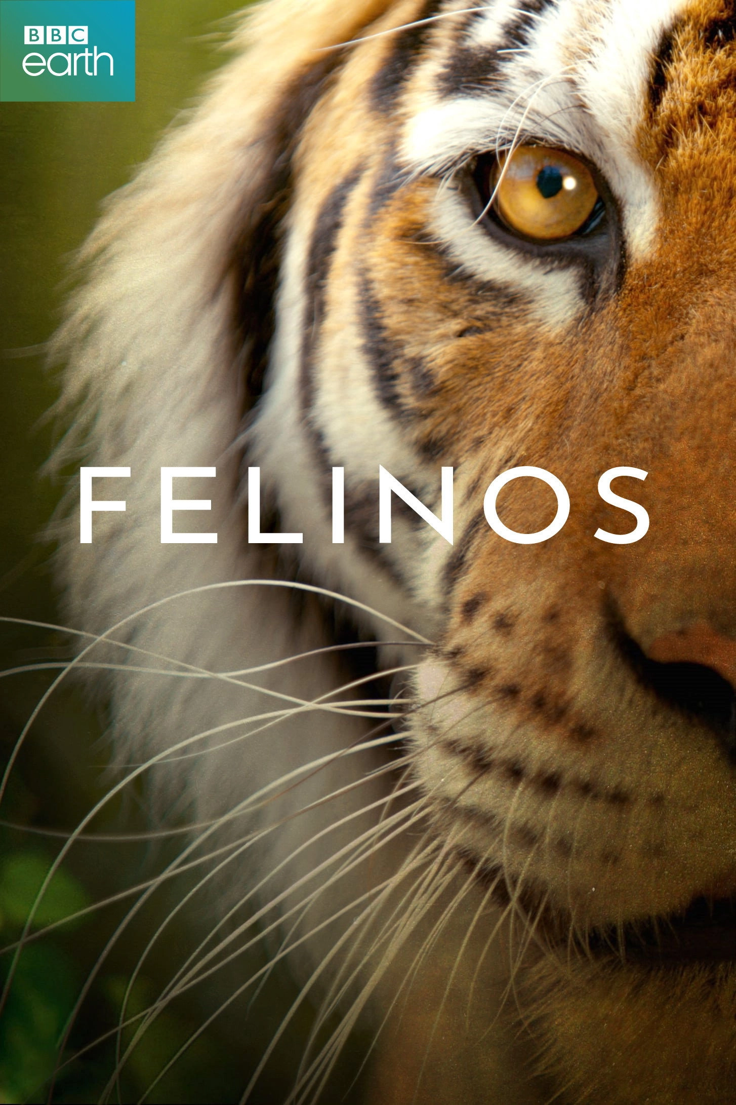 Big Cats