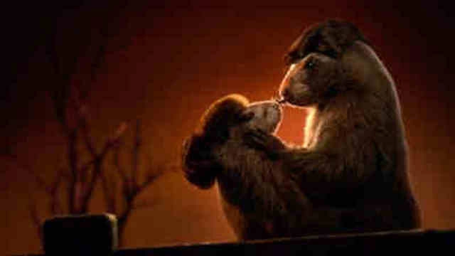 Les Marmottes