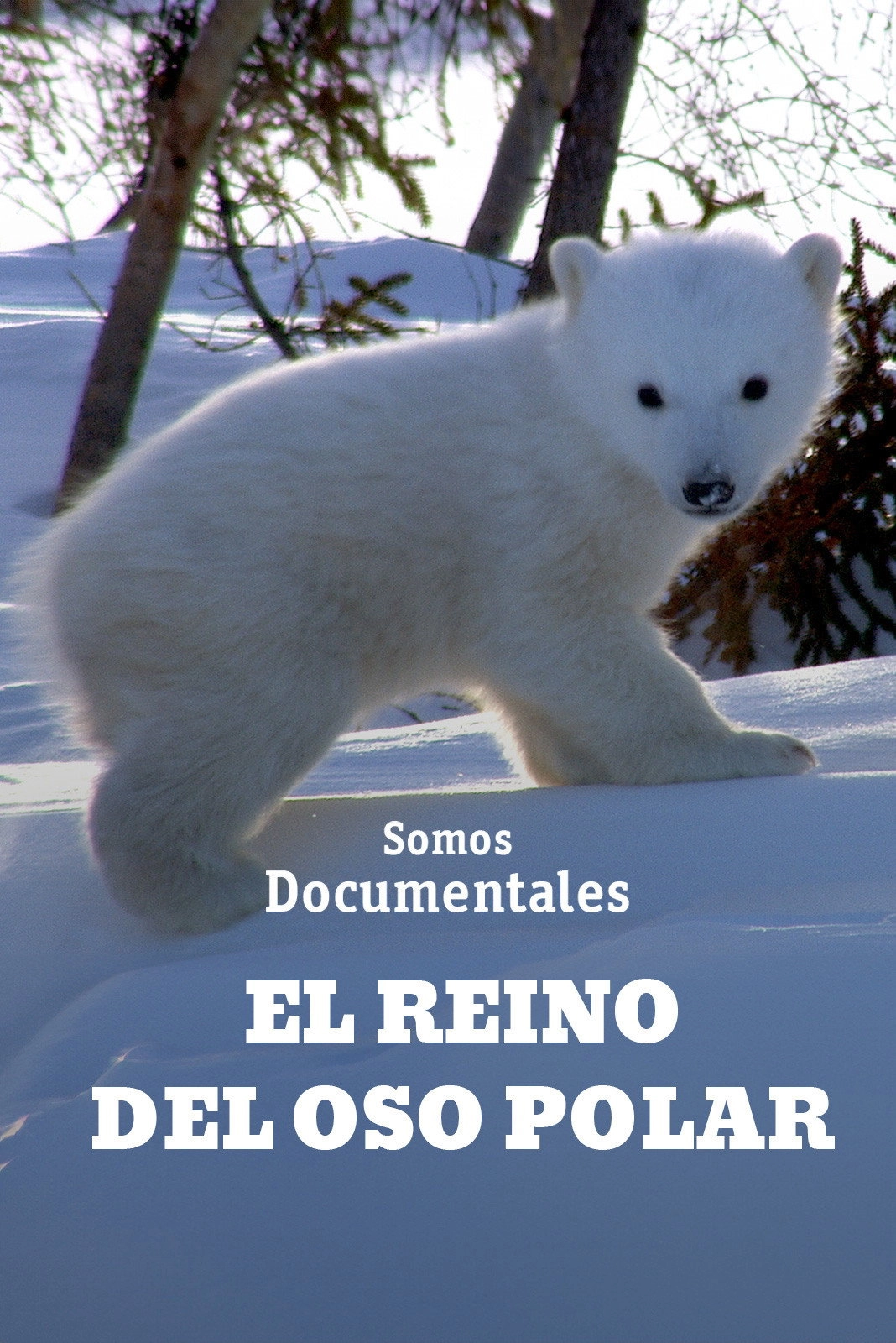 Kingdom of the Polar Bears