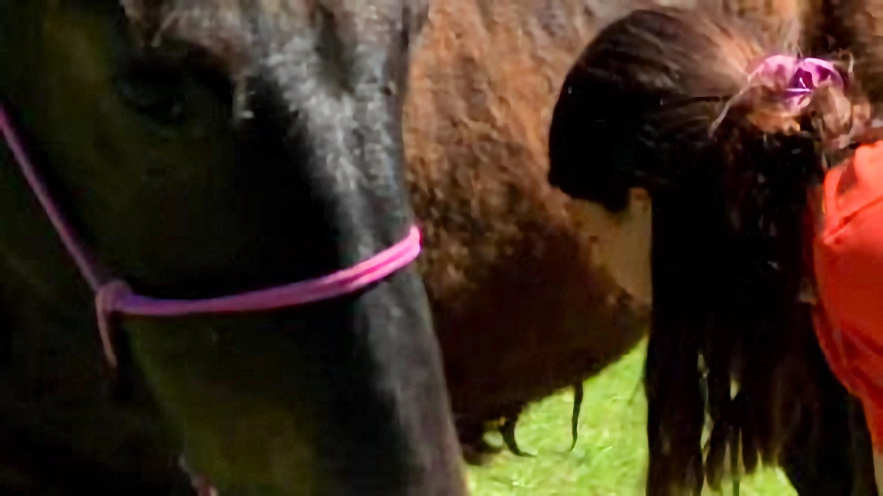 Au galop ! une saison à cheval