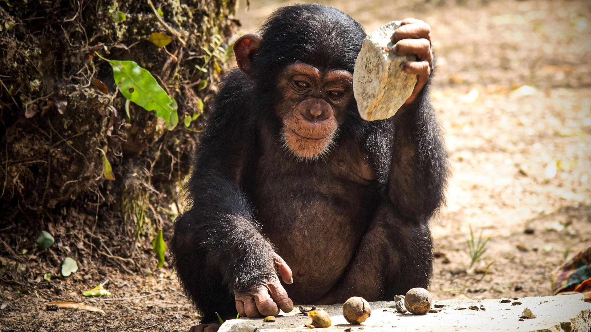 Baby Chimp Rescue