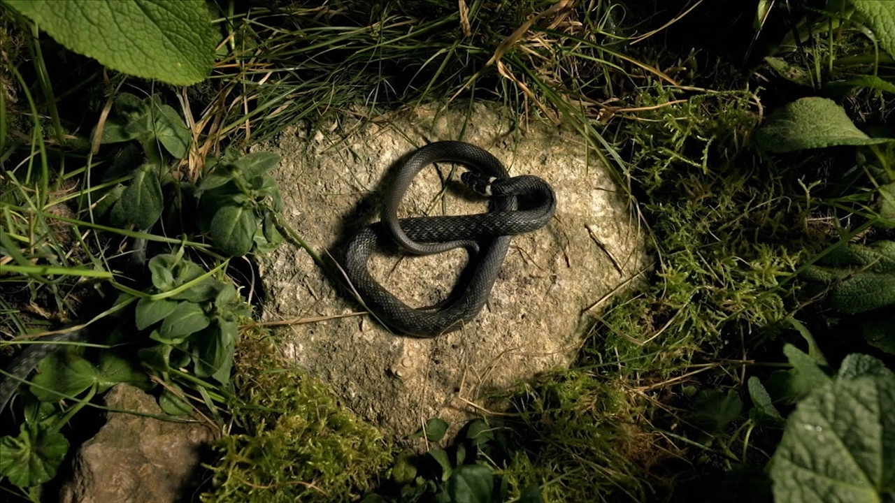 Europe's New Wild