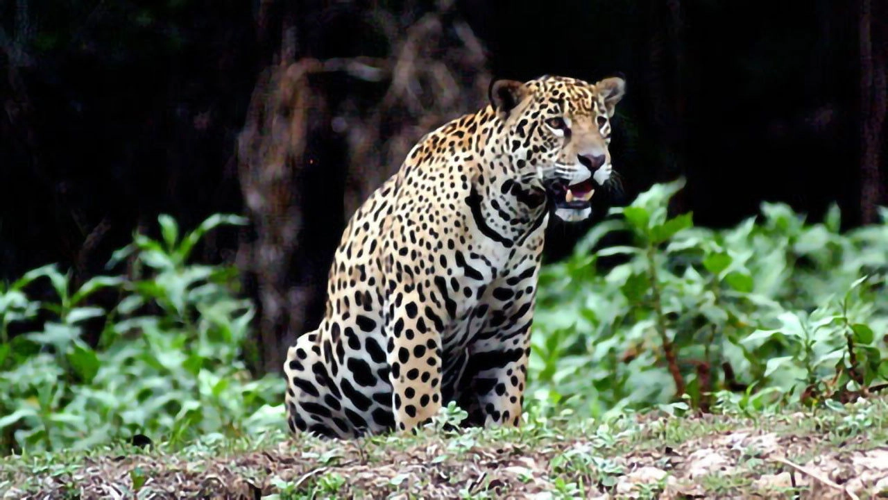 Jaguar Adventure With Nigel Marven