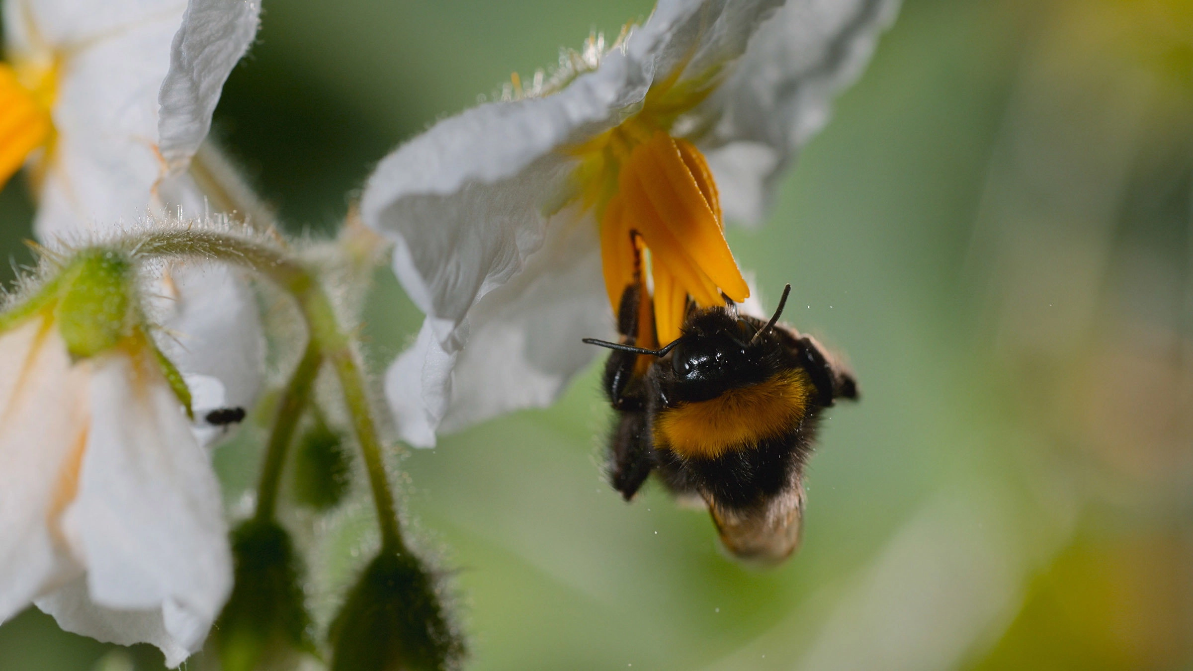 Secrets of the Bees