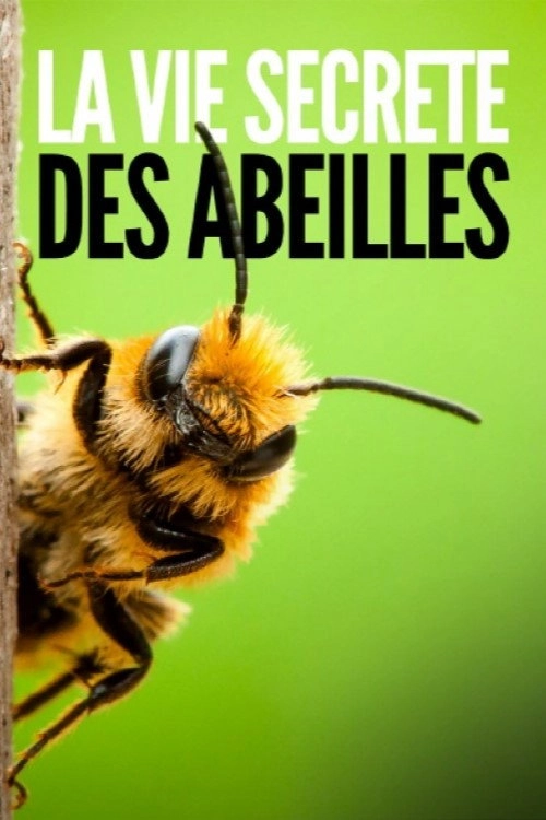 Diary of a Bee