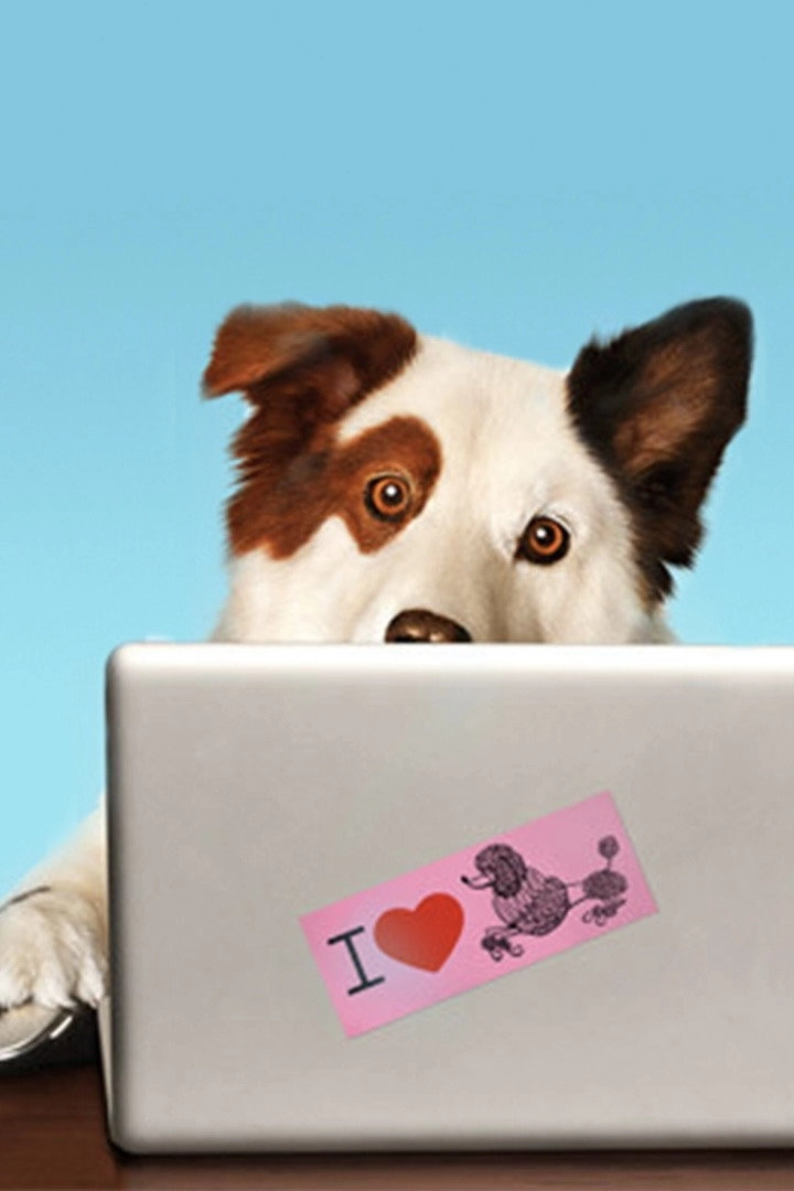 Dog with a Blog