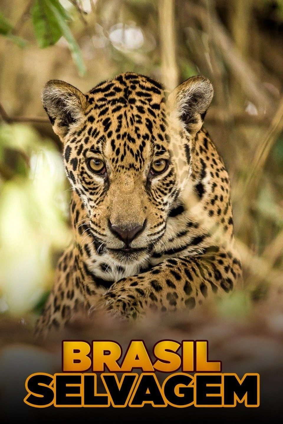 Brazil Untamed