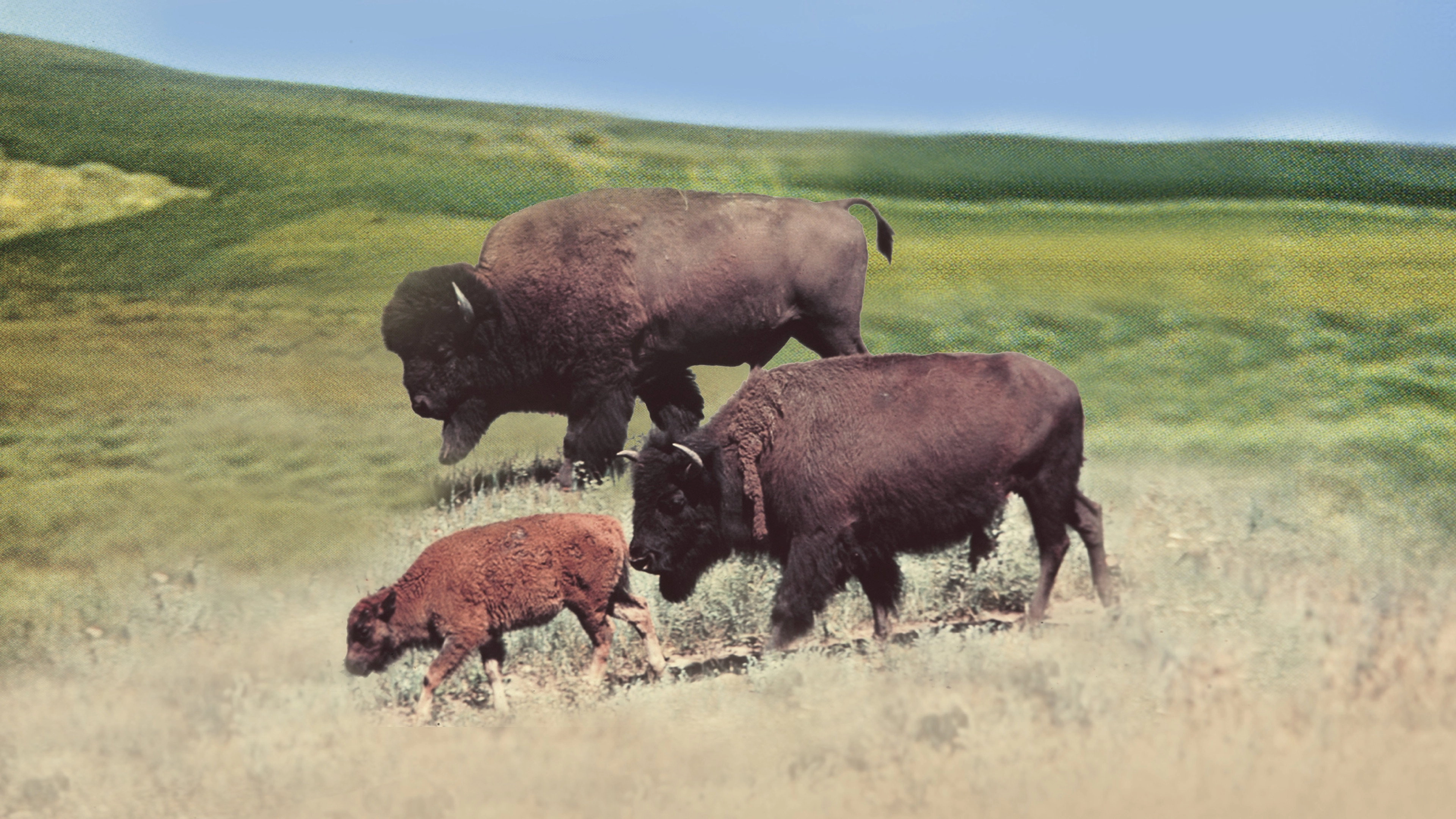 The Vanishing Prairie