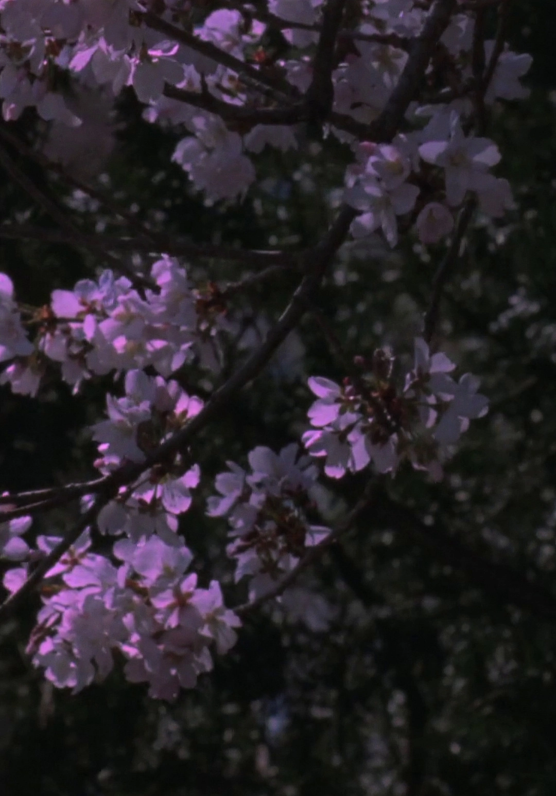 Spring Songs