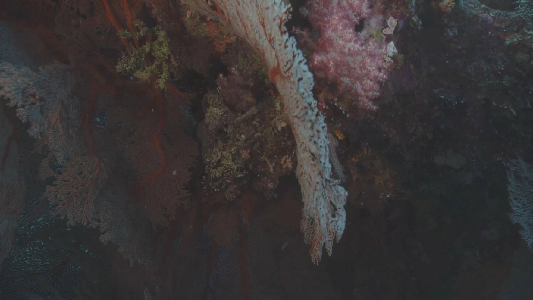 Kingdom of the Oceans