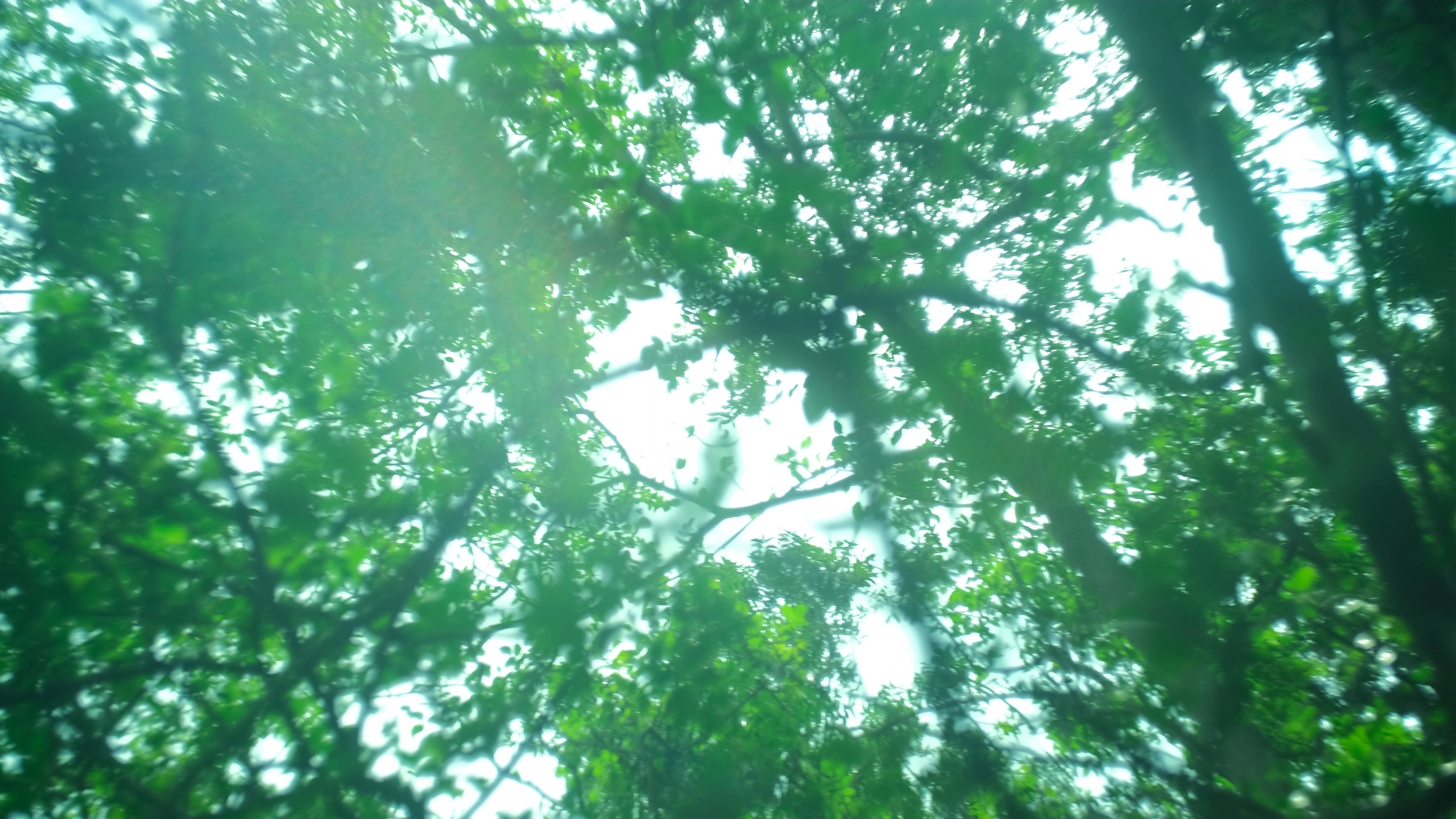 Far From the Grove