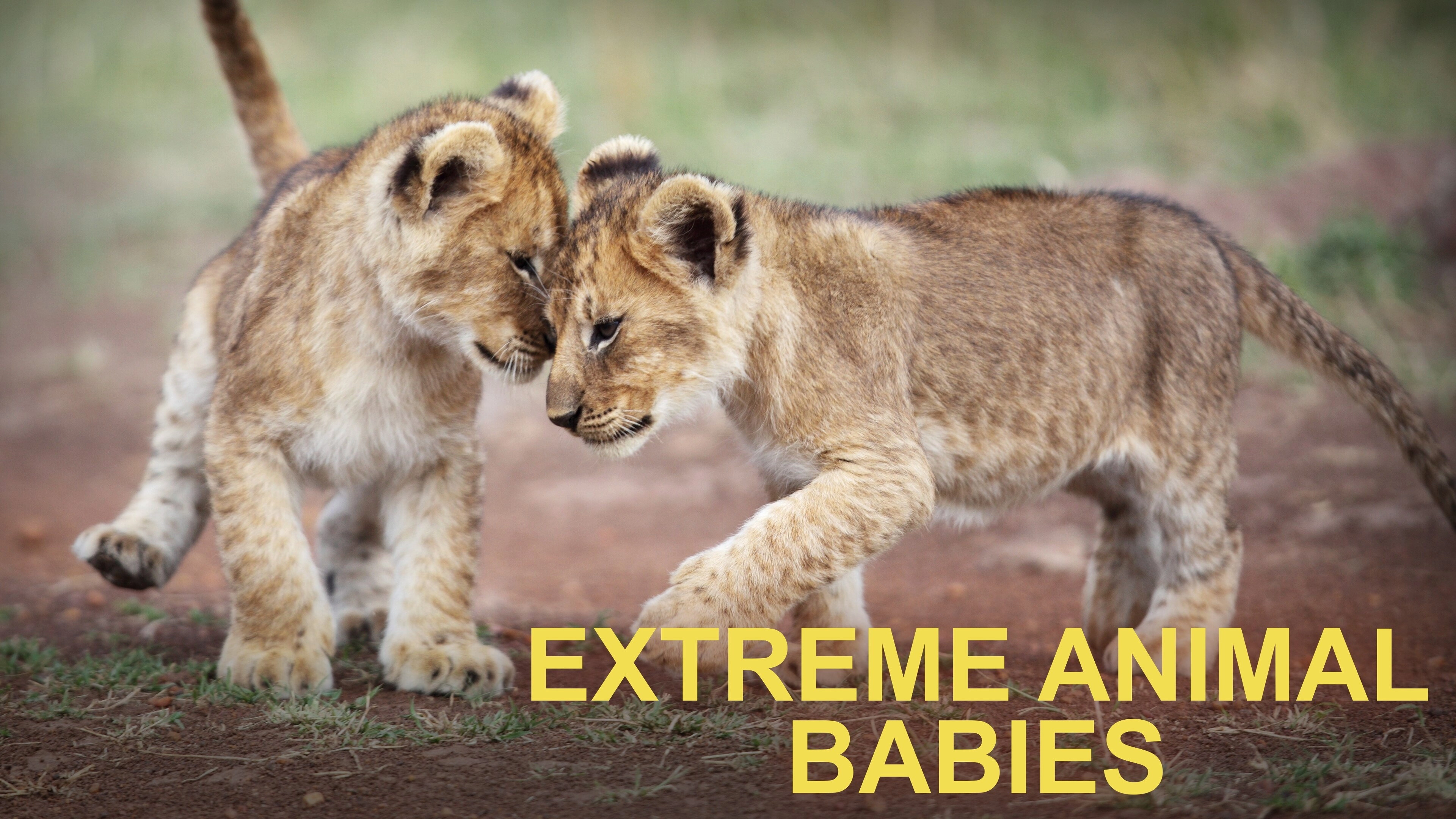 Extreme Animal Babies