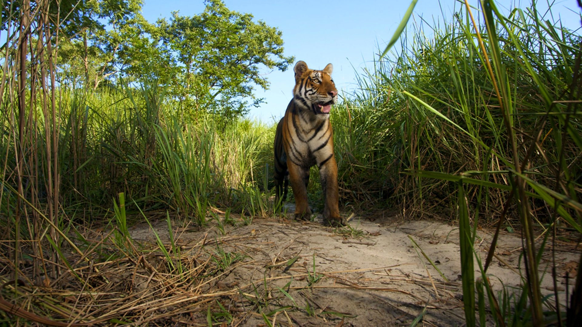 Lost Land of the Tiger