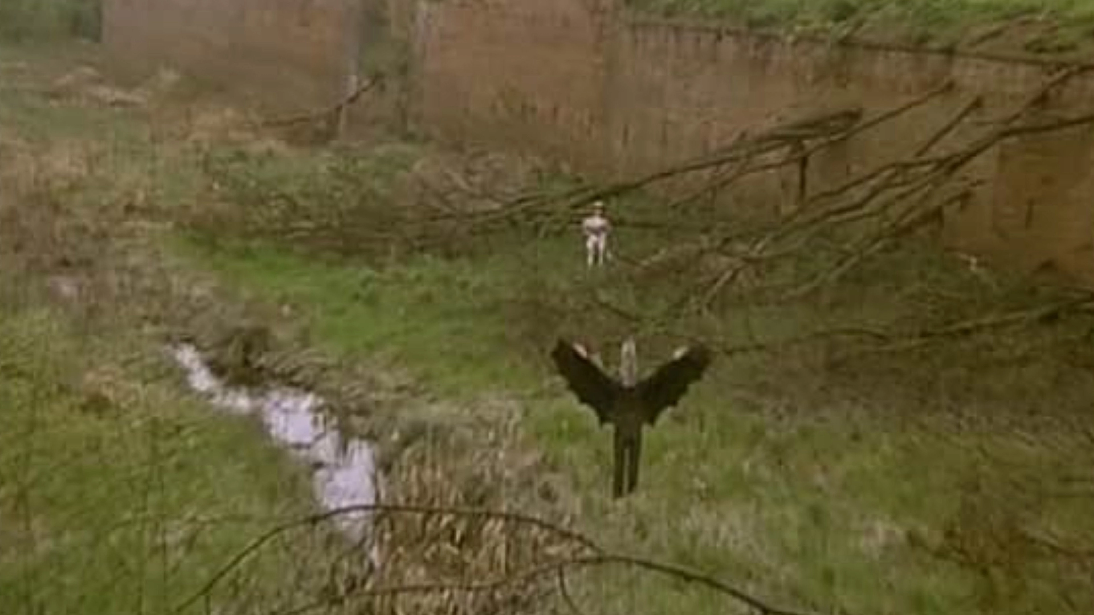 Birdemic : London Terror