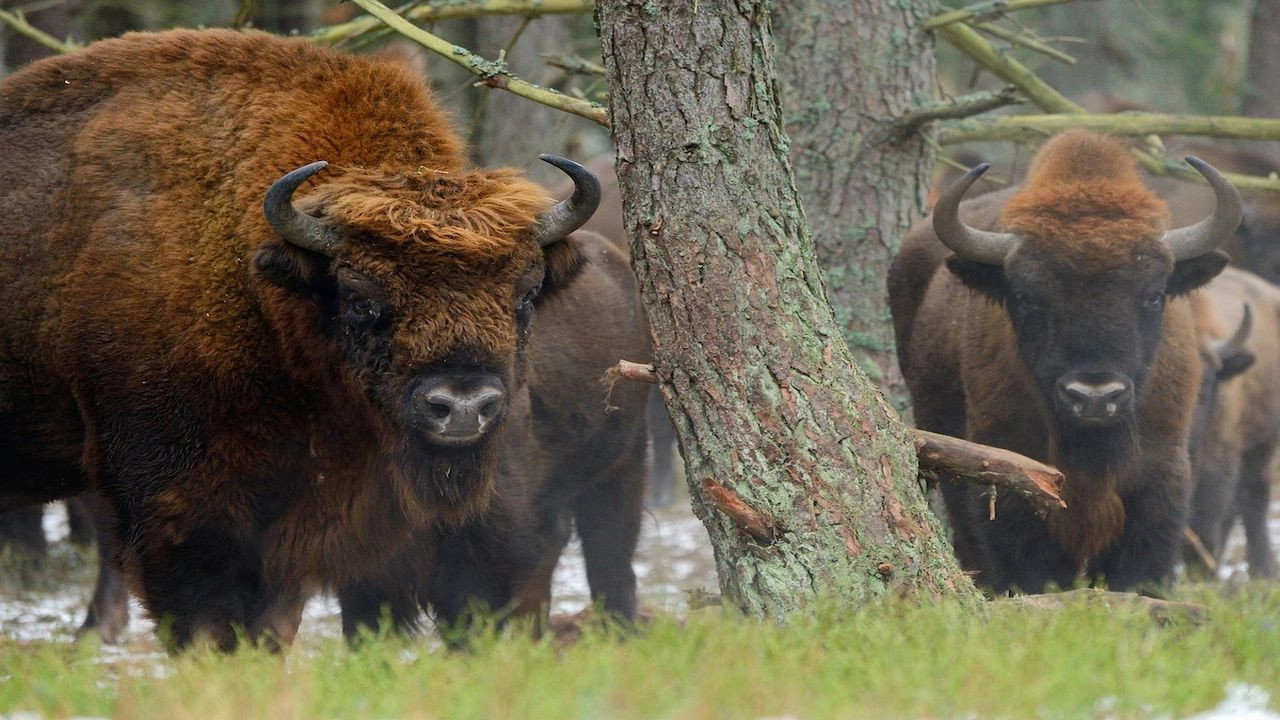 Europe's New Wild