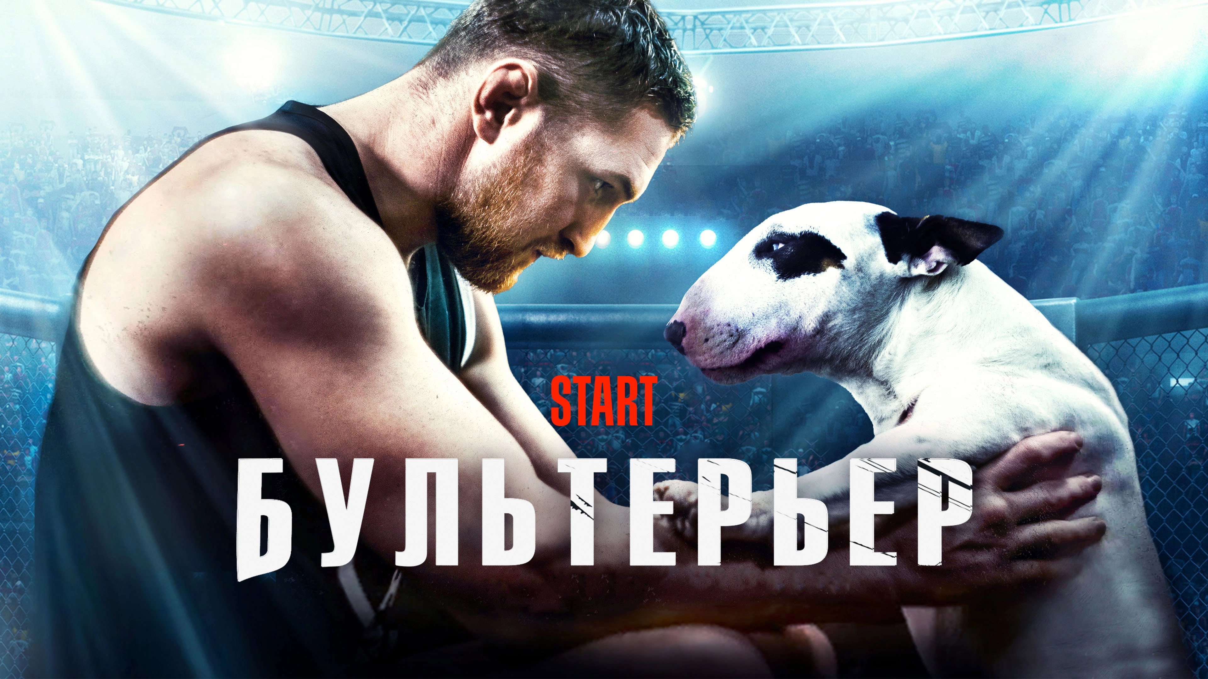 Bullterrier