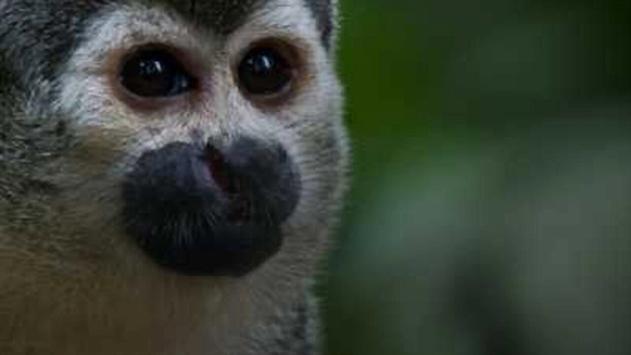 Wild Latin America