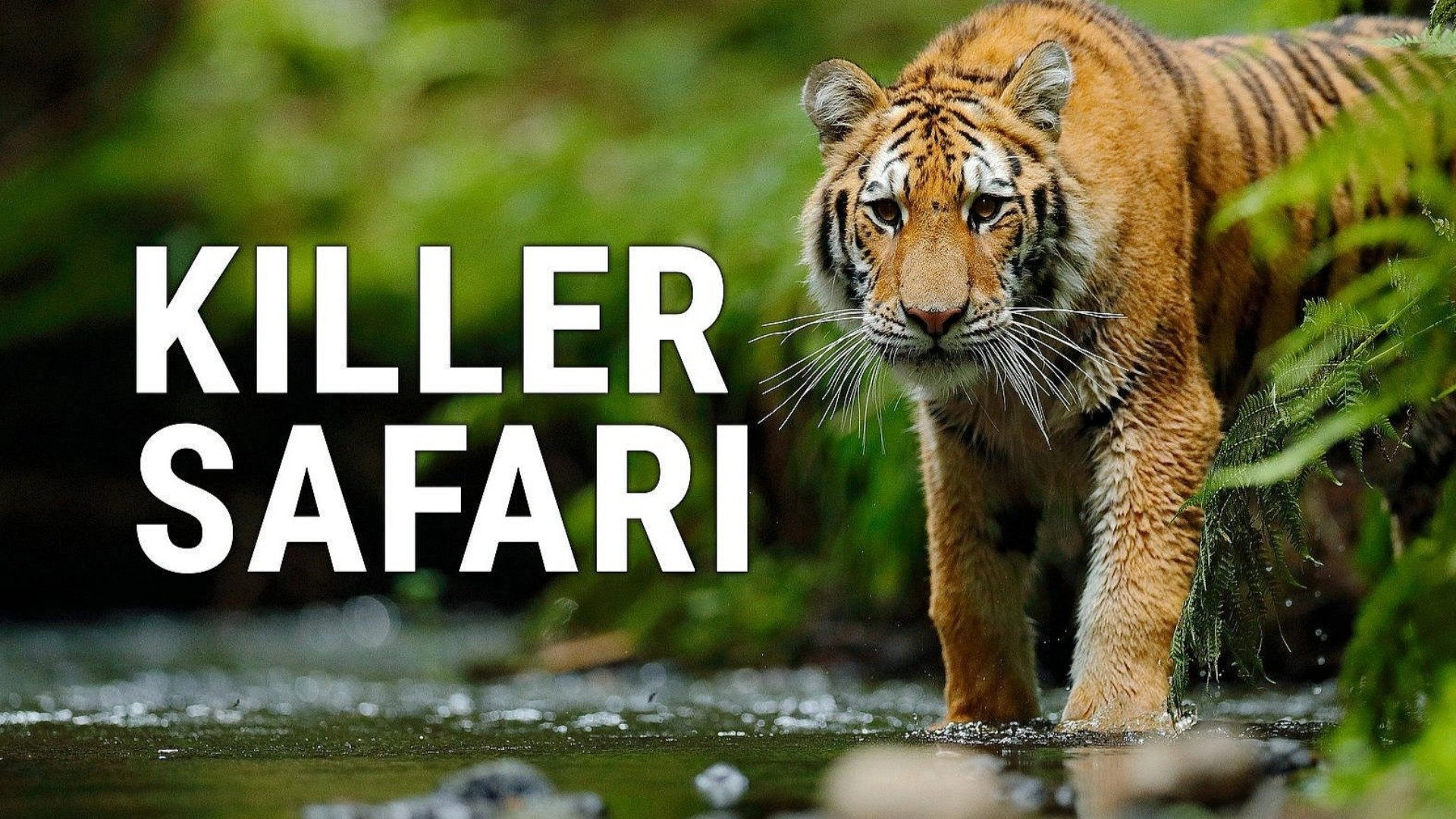 Killer Safari