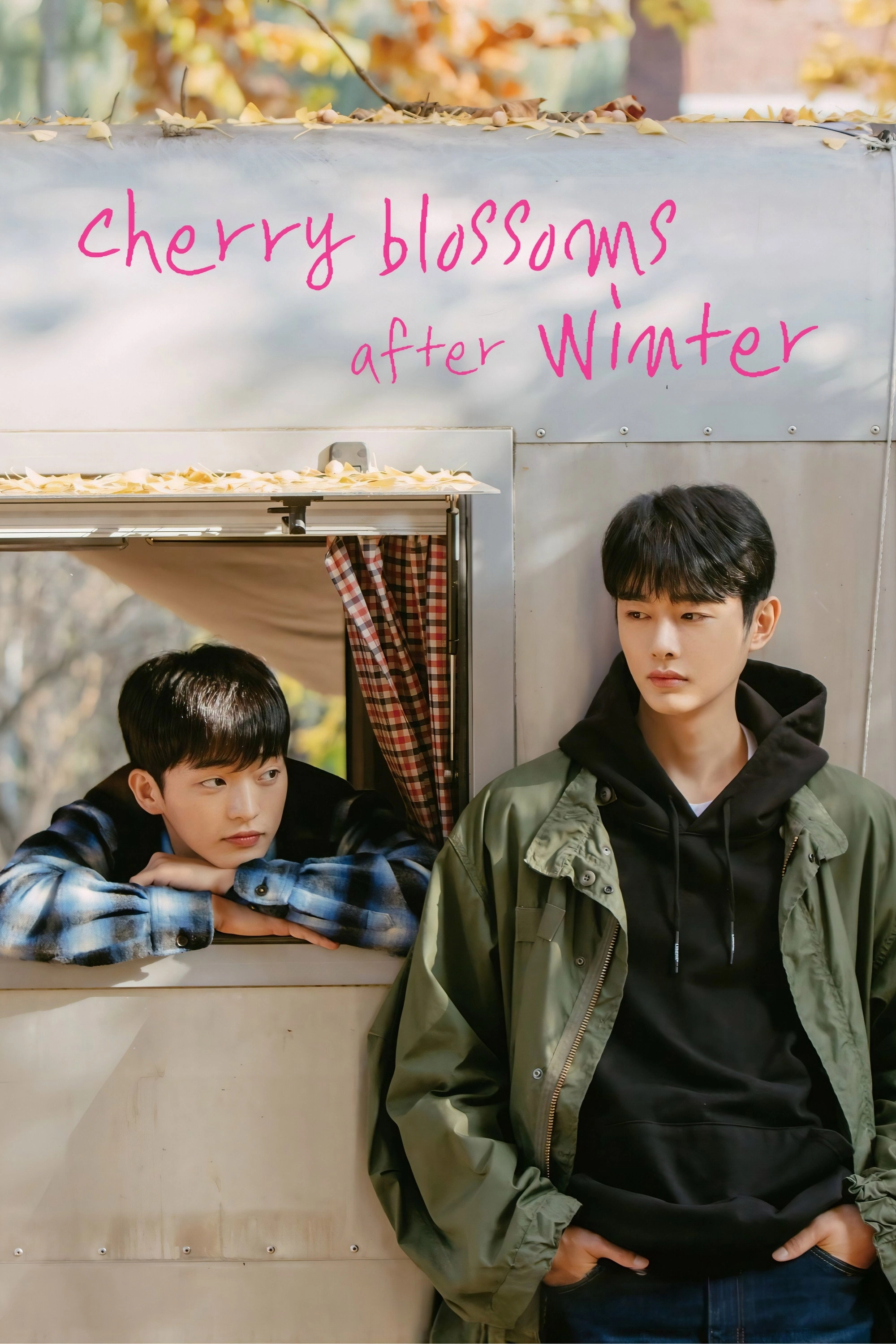 Cherry Blossoms After Winter