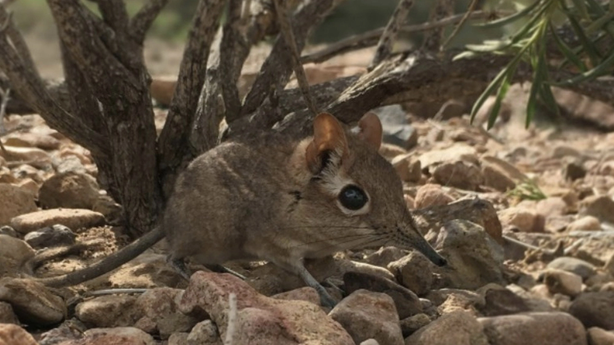 Rainforest Pixies: The Mysterious Rhynchocyon Shrew of Arabuko
