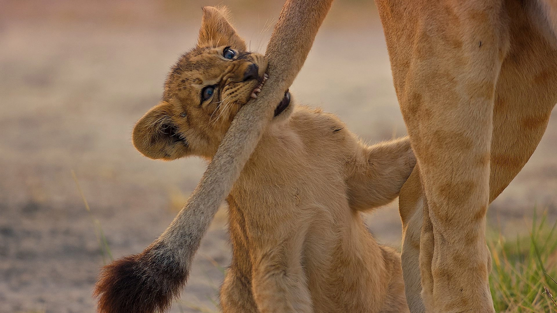 Big Cats 24/7