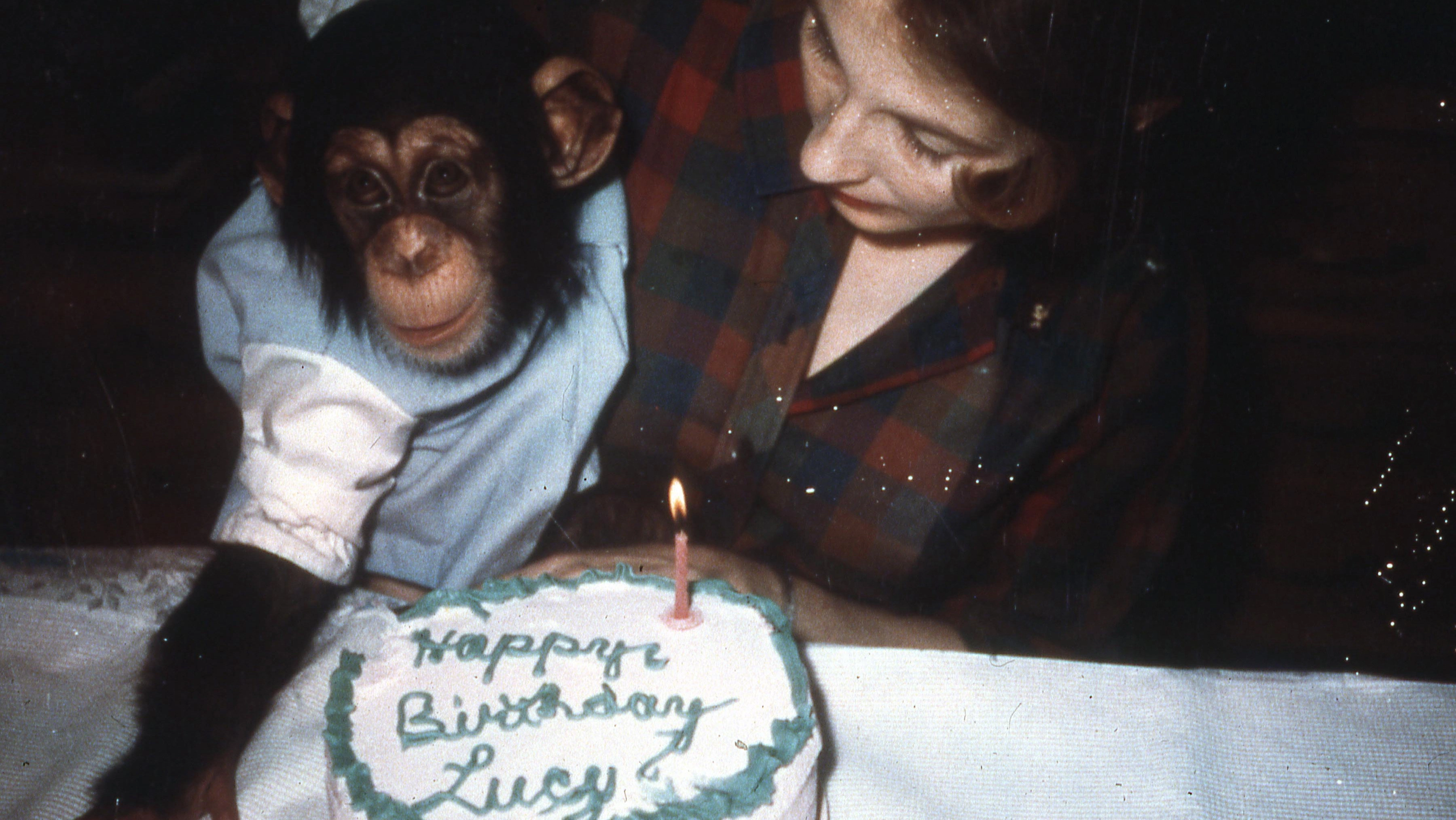 Lucy the Human Chimp