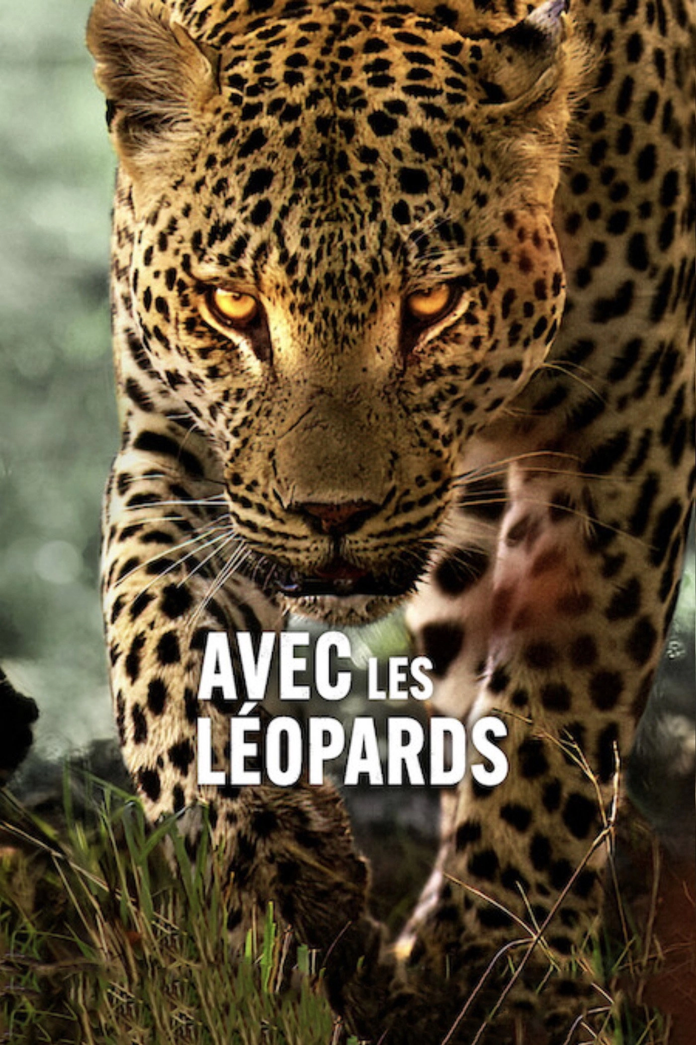 Living with Leopards