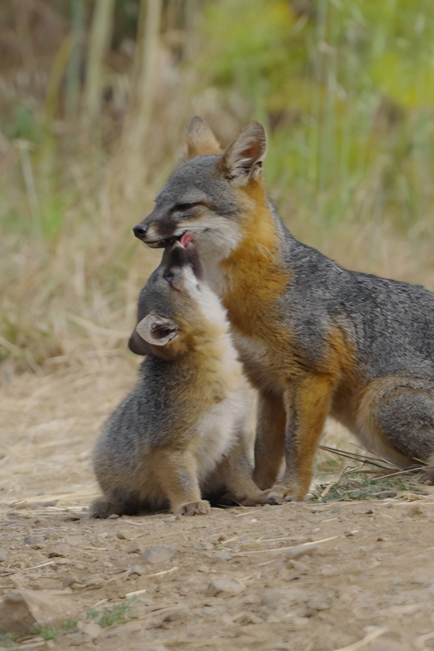 Le renard qui a sauvé son île