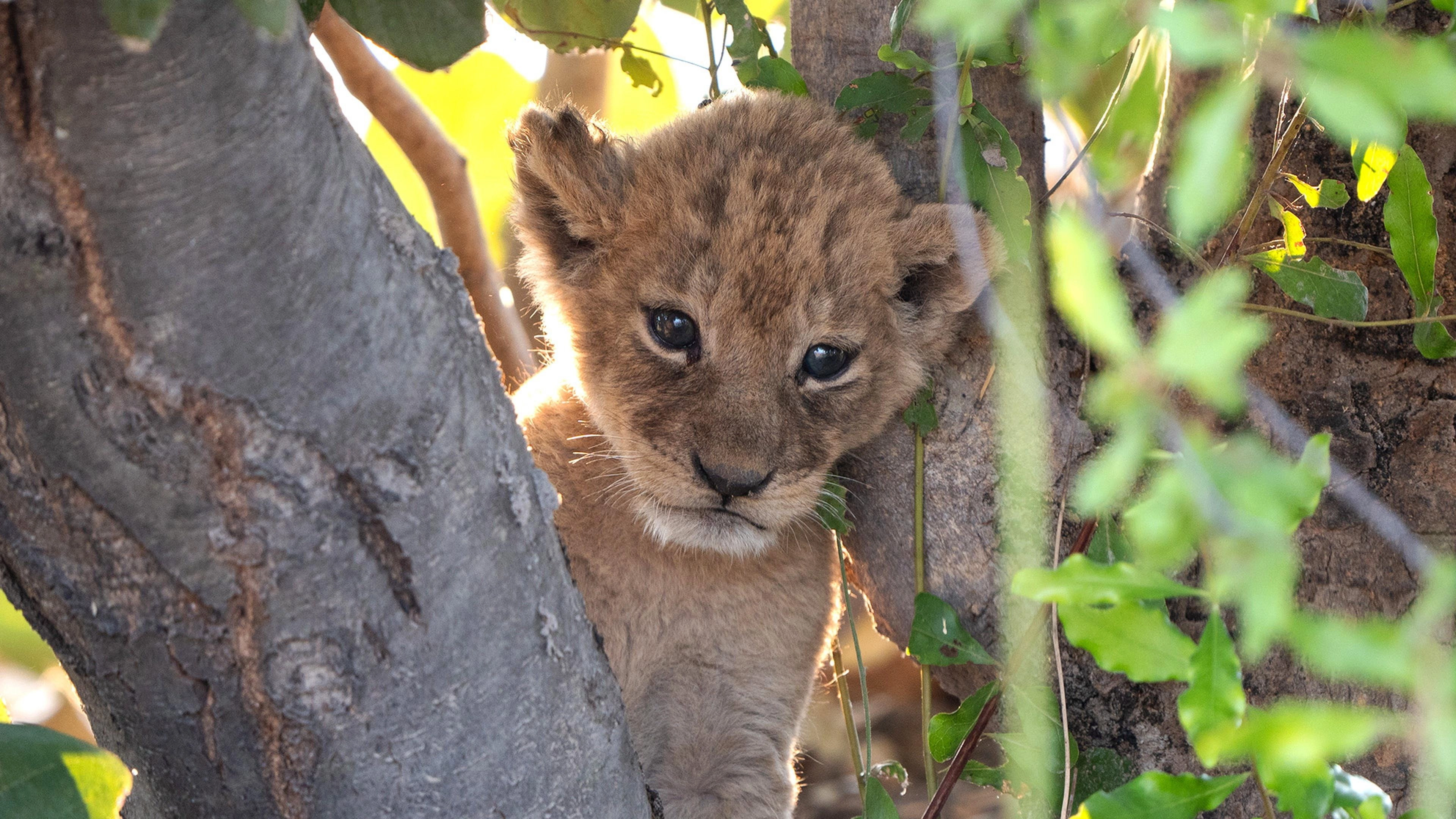 Big Cats 24/7