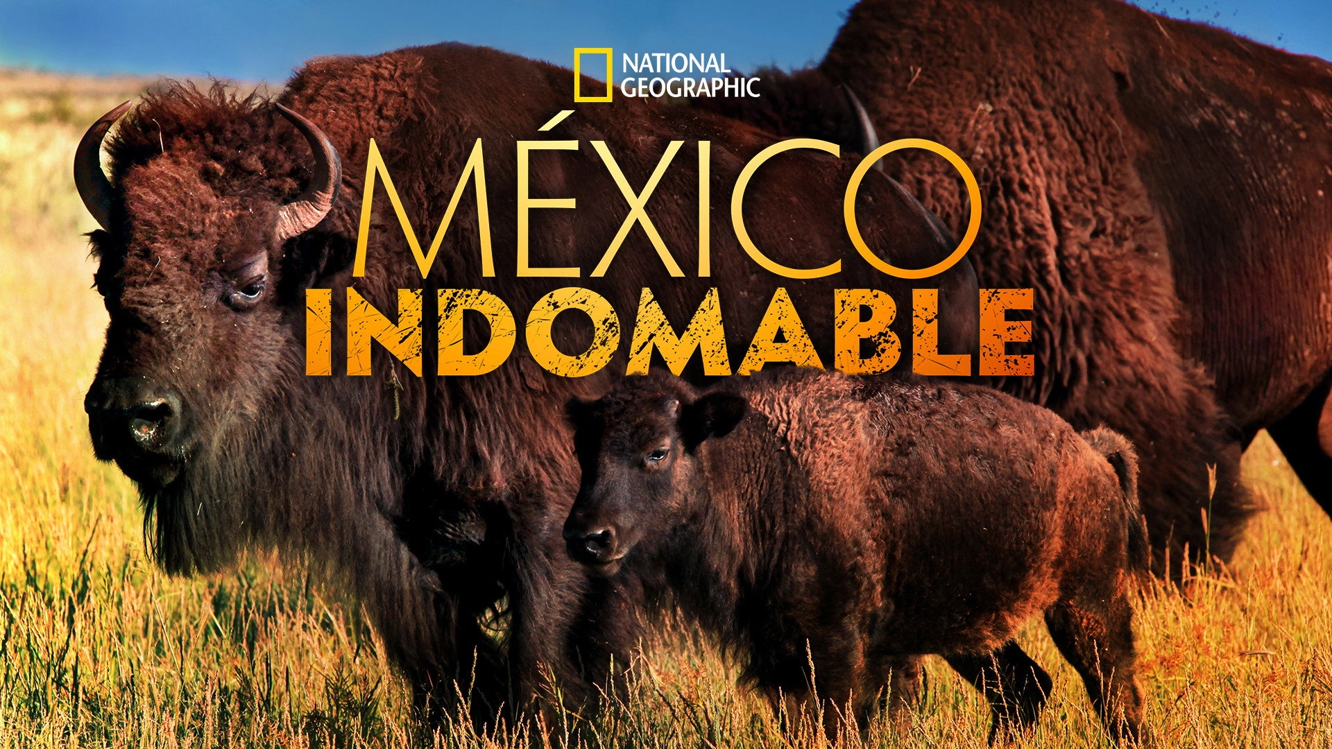 Mexico Untamed