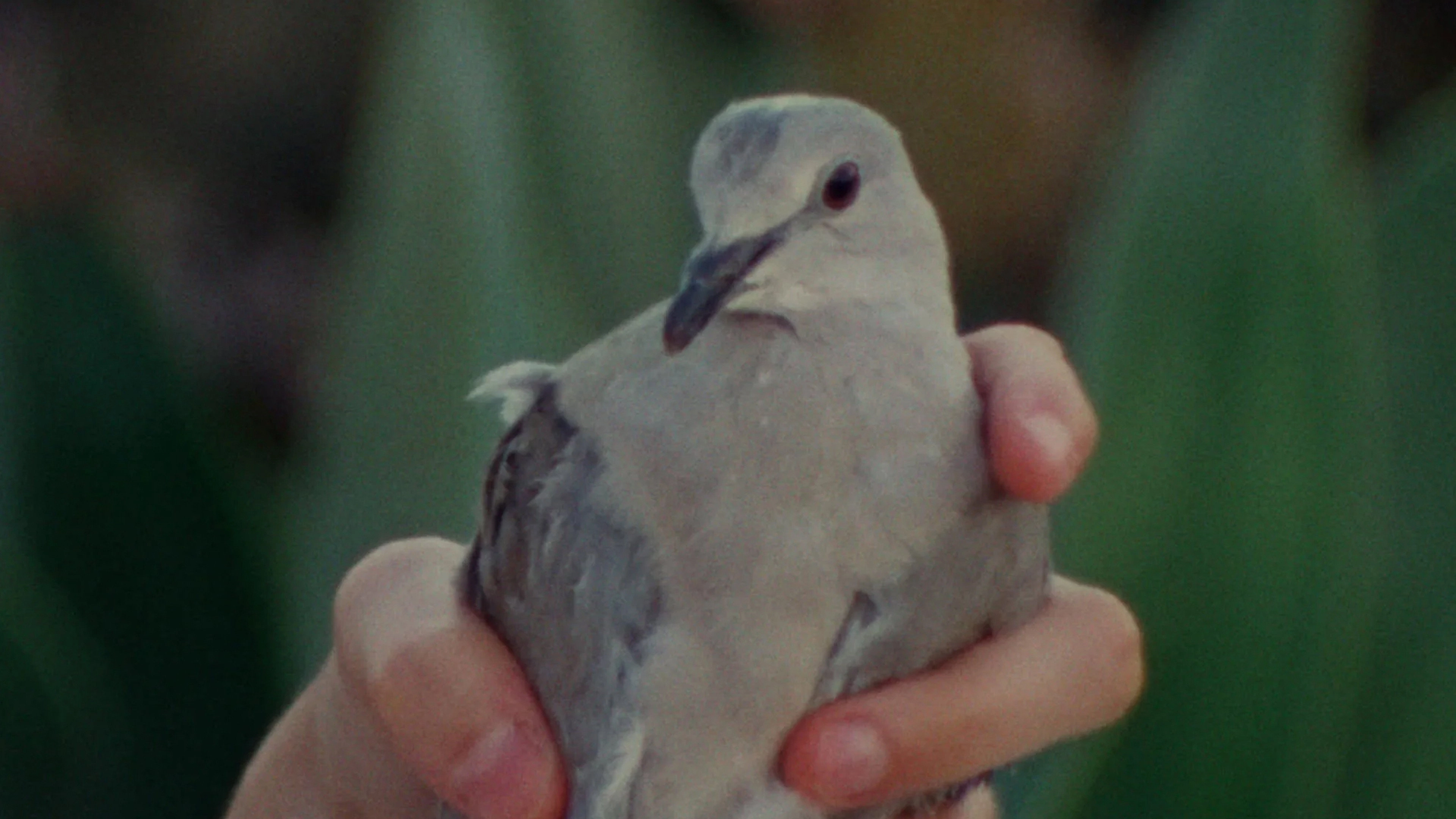 pigeonhole