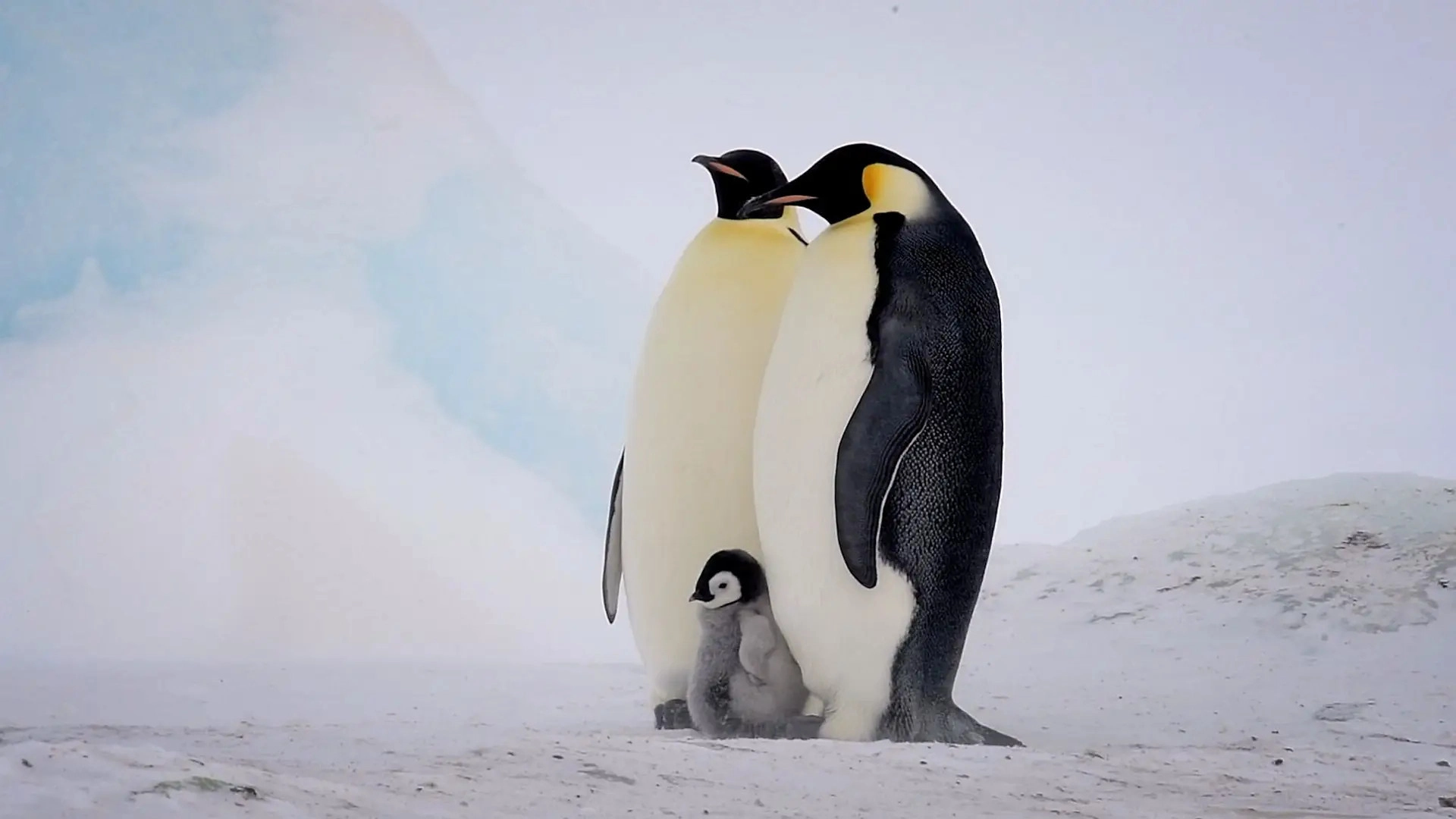Just Animals