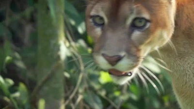 Wildest Latin America