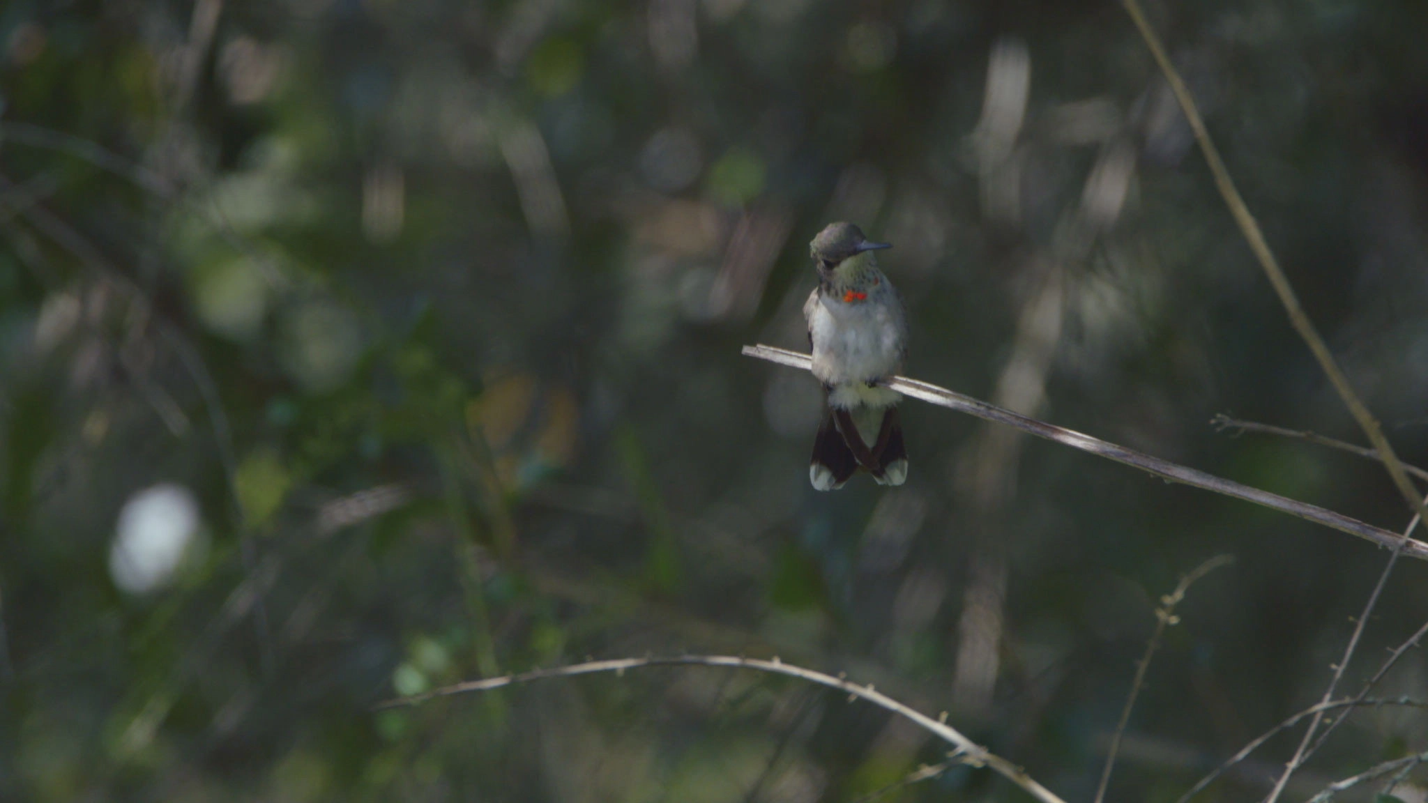Birders