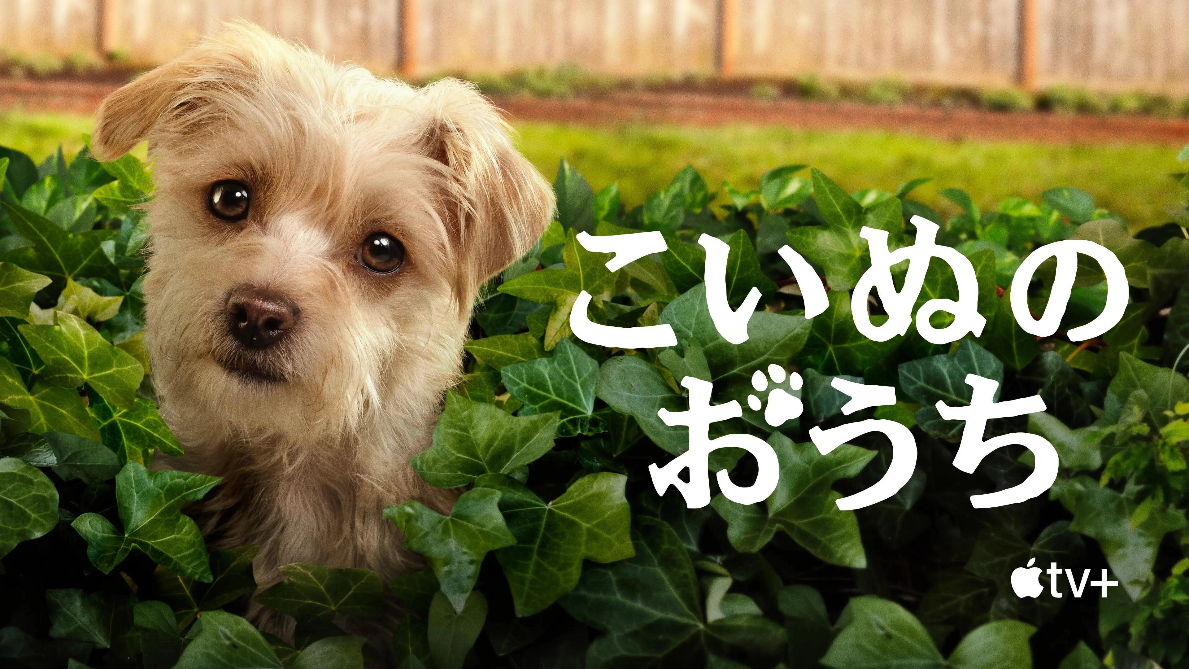 Puppy Place